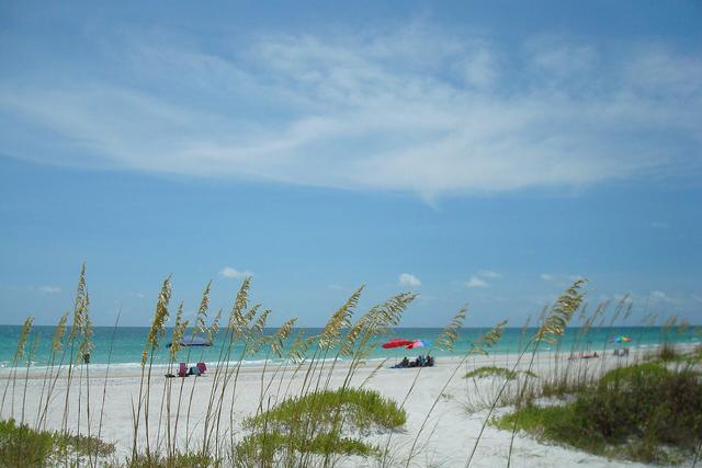 Sea oats and white sand on an Anna Maria Island beach